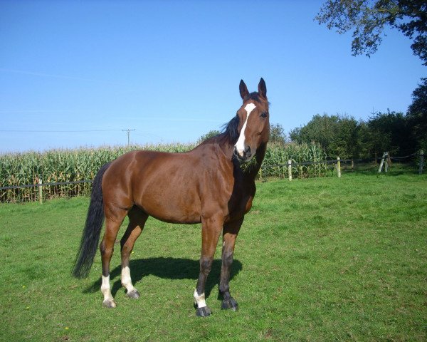 Springpferd Loui (Hannoveraner, 2001, von Londonderry)