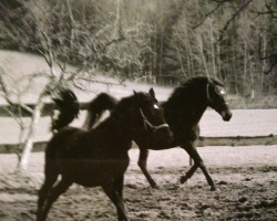 broodmare Harams- Leonore (German Warmblood, 1991, from Haram Ibn Halima ox)