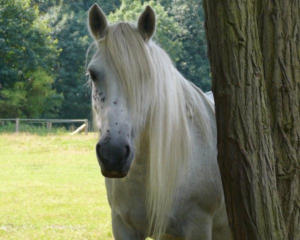 Zuchtstute Ludworth Lilly May (Fell Pony, 1997, von Heltondale Bonzo Boy)