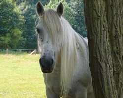 broodmare Ludworth Lilly May (Fell Pony, 1997, from Heltondale Bonzo Boy)