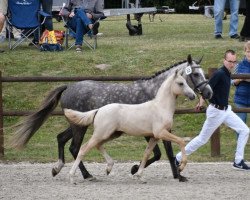 Springpferd Hengst von Nancho's White Chocolate / Ille's Baumann (Deutsches Reitpony, 2022, von Nancho's White Chocolate)