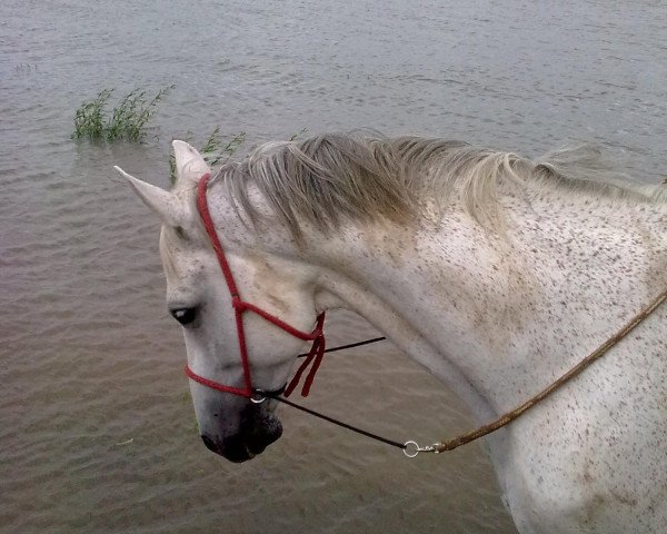 dressage horse Atshury (Trakehner,  , from Manrico)