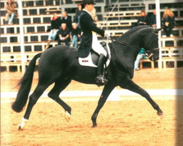 stallion Del Piero (Hanoverian, 1993, from Donnerhall)