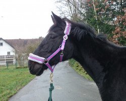 broodmare Poly's Primrose (Westphalian, 2005, from Polytraum)