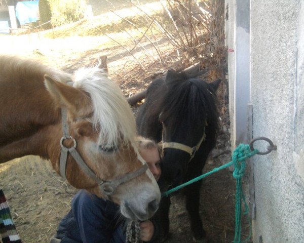 Zuchtstute Laura (Shetland Pony, 1999)