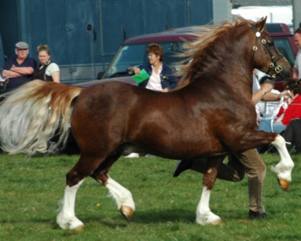 stallion Nebo Daniel (Welsh-Cob (Sek. D), 1976, from Nebo Brenin)