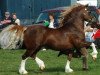 stallion Nebo Daniel (Welsh-Cob (Sek. D), 1976, from Nebo Brenin)