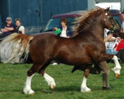 Deckhengst Nebo Daniel (Welsh-Cob (Sek. D), 1976, von Nebo Brenin)