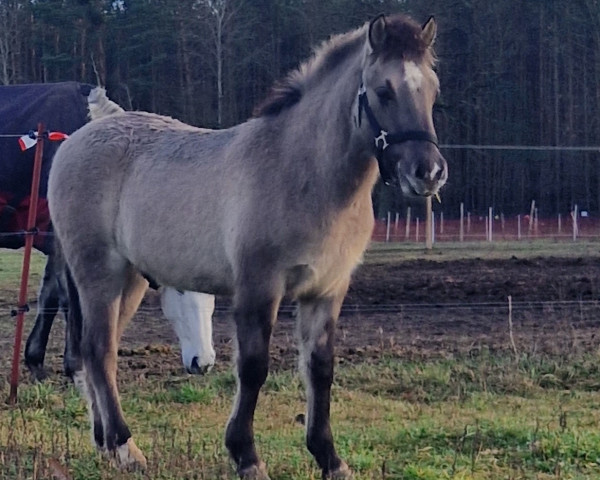 Pferd Feivel von Mittelsbüren (Dülmener, 2022, von Findus v. Radenbach)