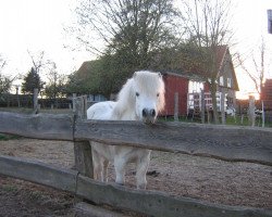 Zuchtstute Teddy (KWPN (Niederländisches Warmblut), 1977, von Universal)