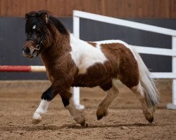 horse Isarons Fidelio (Shetland Pony, 2018, from Falk of Baltic Sea)