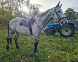 horse Belle Lake Boy xx (Thoroughbred, 2011, from Acambaro xx)