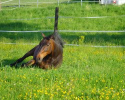 horse Fakir Normand (Französischer Traber, 1993, from Soudan (FR))