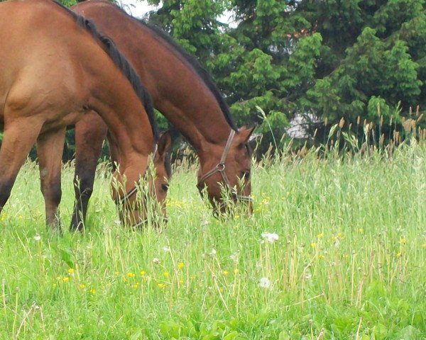 broodmare Chanel B (Westphalian, 2003, from Charisma)