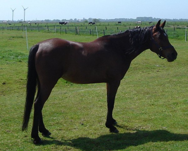 broodmare Ahlams Delaila ox (Arabian thoroughbred, 1999, from U.P. Mohamed Pasha ox)