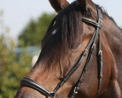 horse Leonie (Rhinelander, 2004, from Laudabilis)