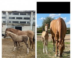 dressage horse Dolcino MO (German Riding Pony, 2022, from Dating AT NRW)