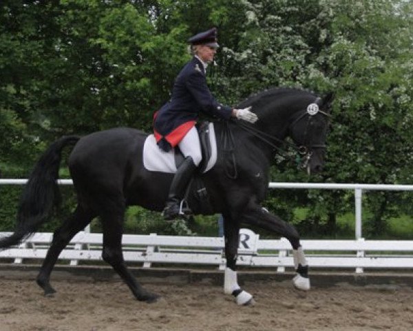 stallion Rosentau (Hanoverian, 1994, from Rubinstein I)