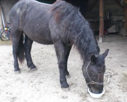 horse filou elmar XV (South German draft horse, 2009, from Ferdinand Elmar XIV)