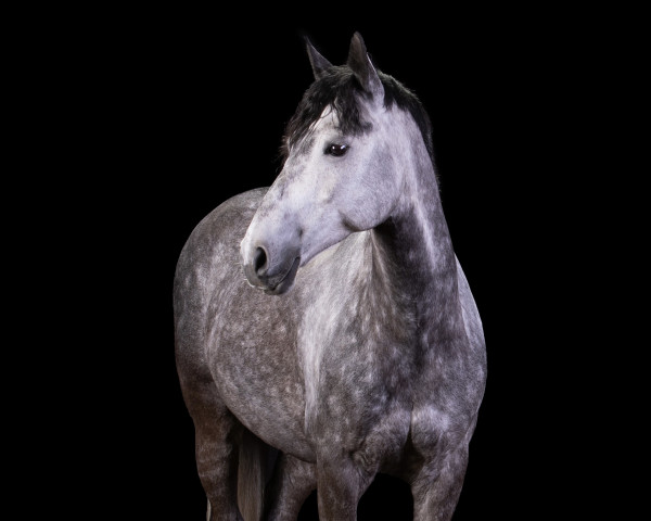 broodmare Csinos (Hungarian Warmblood, 2013, from unbekannt)