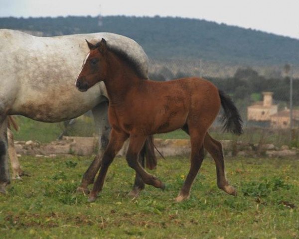 Zuchtstute Suyal Alegria (Pura Raza Espanola (PRE), 2013, von Judio VII)