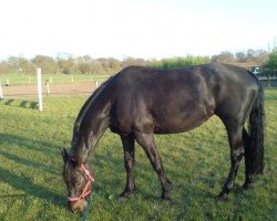 broodmare Dark Lady (German Warmblood, 1997, from Dark As)