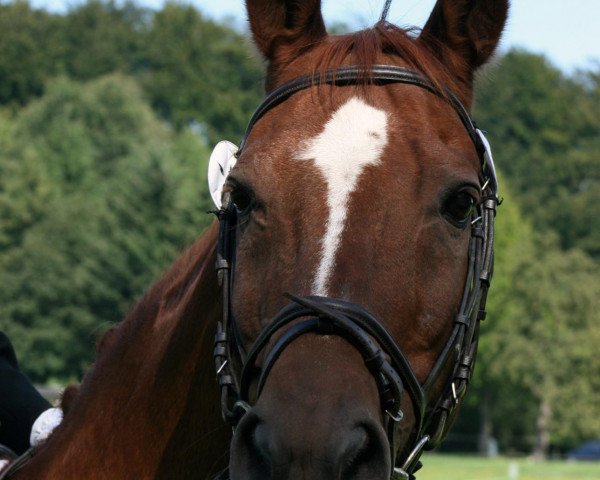 stallion Nordmann (Saxony-Anhaltiner, 1988, from Nektar)