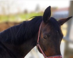 Springpferd Senorita (Deutsches Sportpferd, 2006, von Samba Ole)