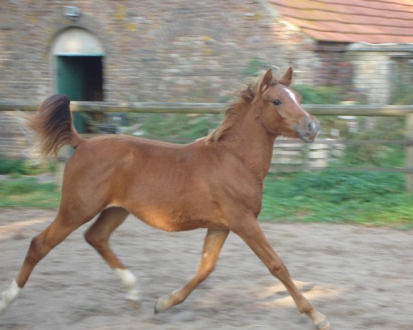 horse SK Dandolo ox (Arabian thoroughbred, 2009, from MK Diabolo ox)