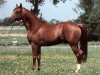 stallion Amurath D-II (Shagya Arabian, 1989, from Aziz)