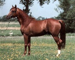 stallion Amurath D-II (Shagya Arabian, 1989, from Aziz)