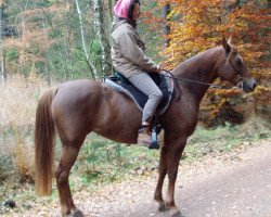 broodmare Sk Myriam (Arabian thoroughbred, 2000, from Razaal ox)