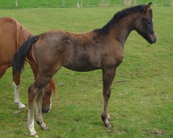 horse SK Devolo ox (Arabian thoroughbred, 2010, from MK Diabolo ox)
