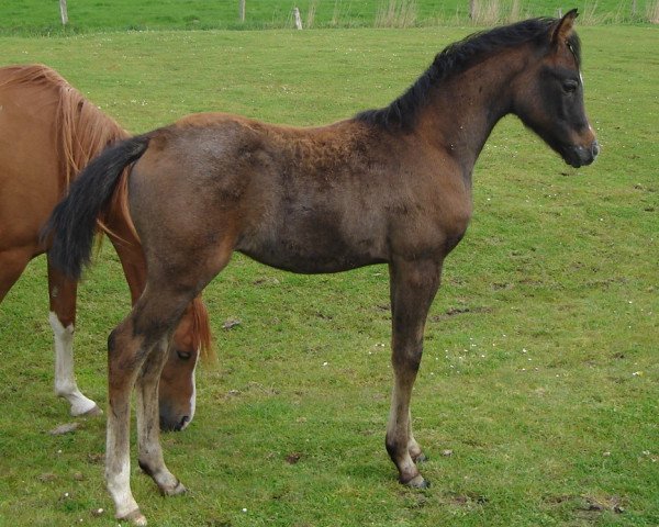 Pferd SK Devolo ox (Vollblutaraber, 2010, von MK Diabolo ox)