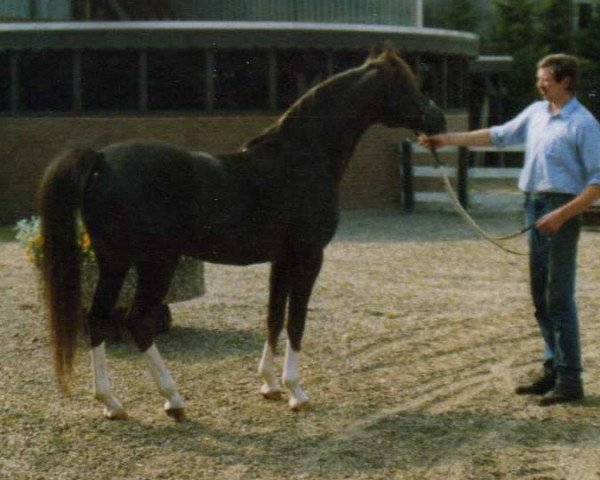 Deckhengst Bajadere ox (Vollblutaraber, 1980, von Mufaq ox)