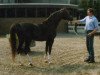 stallion Bajadere ox (Arabian thoroughbred, 1980, from Mufaq ox)