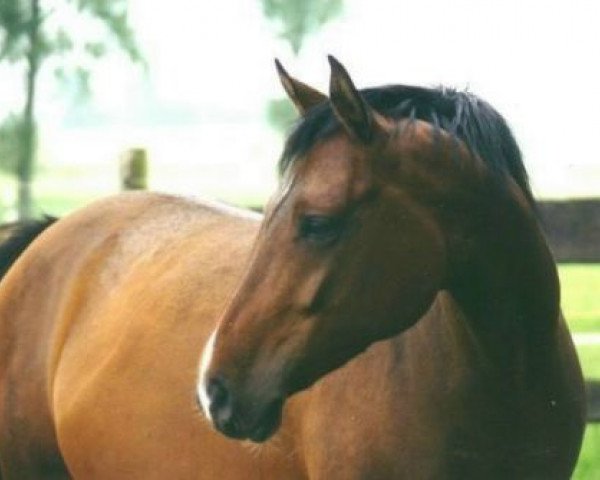 Zuchtstute Bashiba (Arabisches Halbblut / Partbred, 1989, von Bajadere ox)