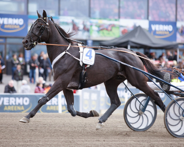 Pferd Hotshot Luca (FI) (Amerikanischer Traber, 2014, von Dream Vacation SF-395 (US))