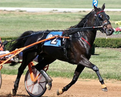 broodmare Emma Rose 3CD-47 (US) ex. Awinwouldbenice (American Trotter, 2005, from Andover Hall V-6418 (US))