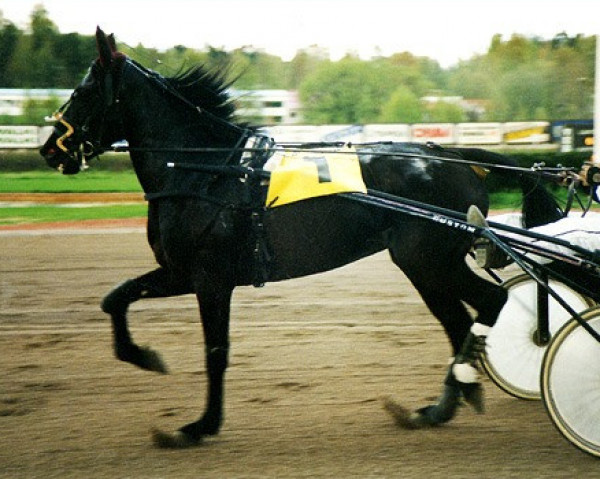 broodmare Lady Barclay 85-2306 (American Trotter, 1985, from Choctaw Brave 6577V (US))