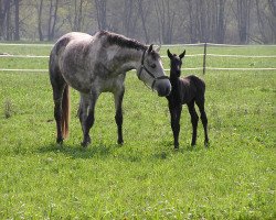 broodmare Federica (Bavarian, 2001, from Ruiz Soler)