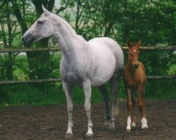 broodmare Arriba 4 (Arab half breed / Partbred, 1985, from Ben Hur ox)