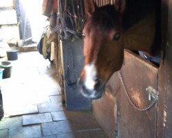 broodmare Ramona F. (Westphalian, 2004, from Riccione)