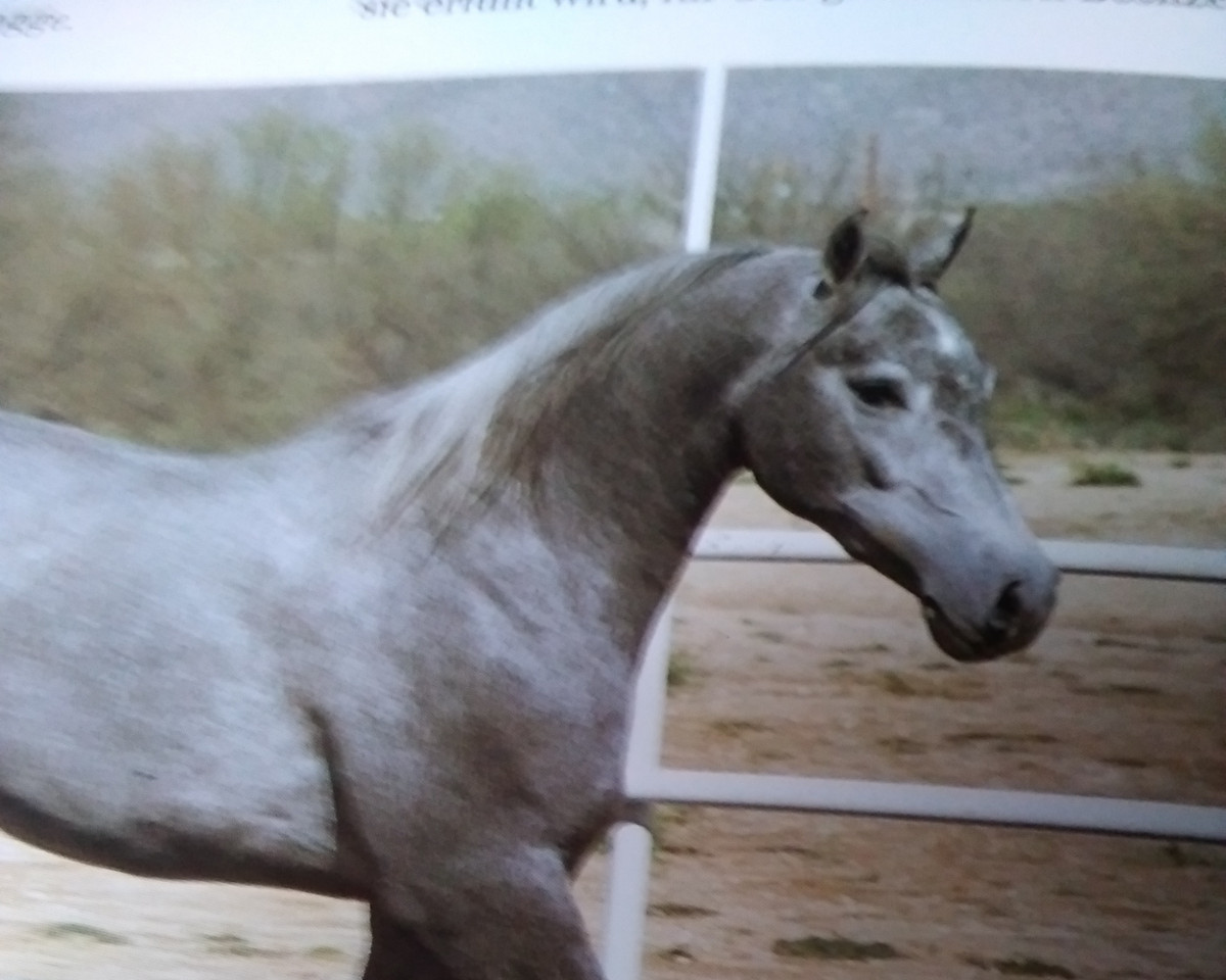 broodmare Halima ox (Arabian purebred, 1989, from Shawki EAO)