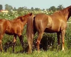 broodmare Malih ox (Arabian thoroughbred, 1988, from Dhaly ox)