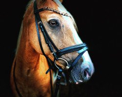 dressage horse Crocodile Dundee (German Riding Pony, 2005, from Cassini)