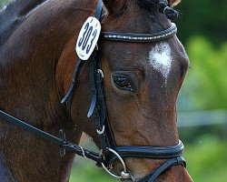 broodmare Delaila (German Riding Pony, 2006, from Der feine Lord AT)