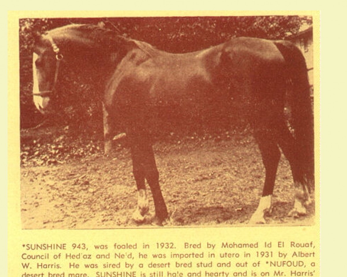 stallion Sunshine ox (Arabian purebred, 1932)