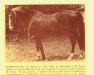 stallion Sunshine ox (Arabian thoroughbred, 1932)