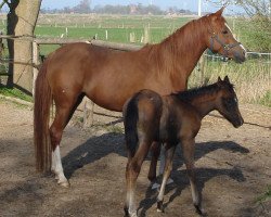 broodmare SK Malisah ox (Arabian thoroughbred, 2005, from Masahib ox)